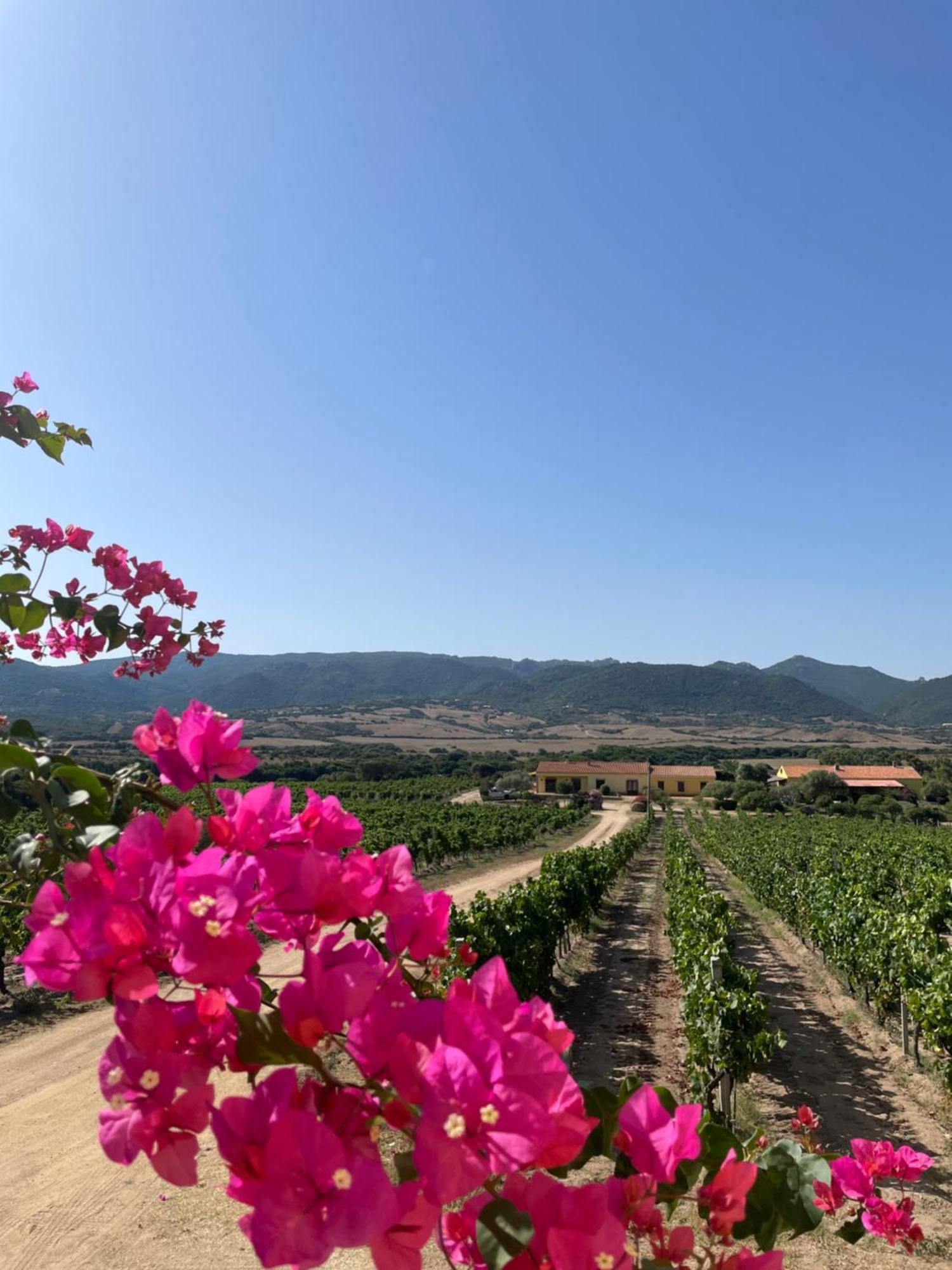 Agriturismo Campesi Casale Tra Le Vigne Aglientu Exterior foto